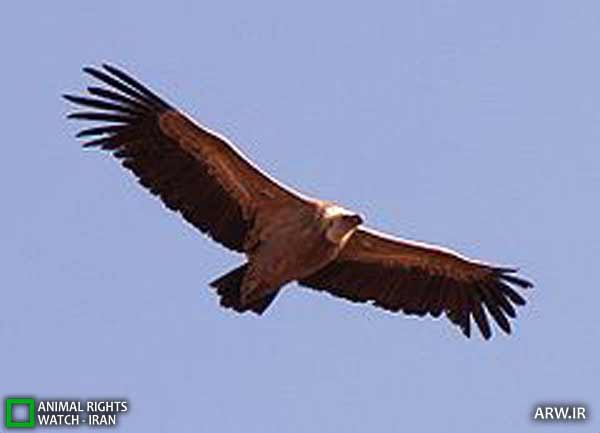 Animal-Rights-Watch-ARW-5984