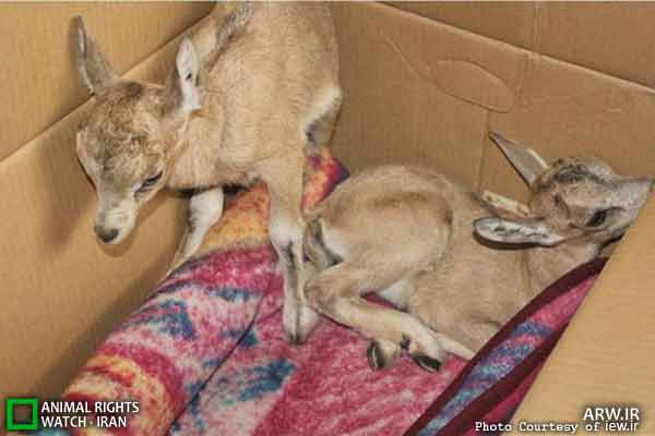Animal-Rights-Watch-ARW-5986