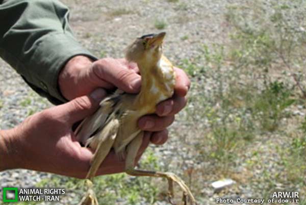 Animal-Rights-Watch-ARW-5992