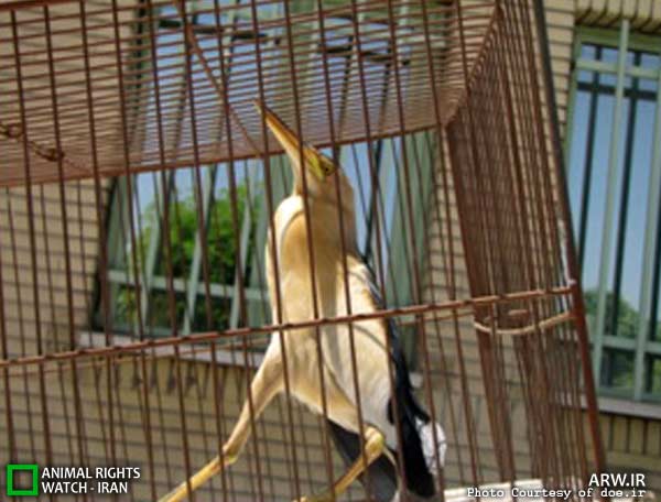 Animal-Rights-Watch-ARW-5993