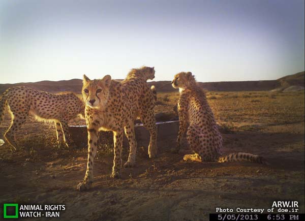 Animal-Rights-Watch-ARW-5995
