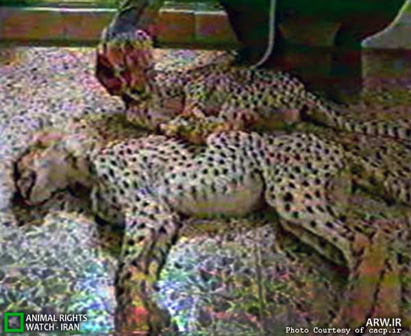 Animal-Rights-Watch-ARW-5996