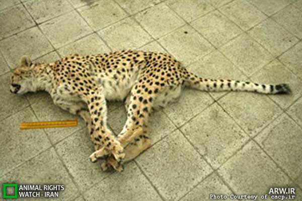 Animal-Rights-Watch-ARW-6004