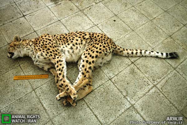 Animal-Rights-Watch-ARW-6004
