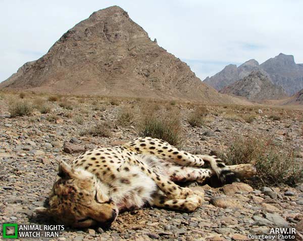 Animal-Rights-Watch-ARW-6015