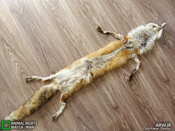 Animal-Rights-Watch-ARW-6028