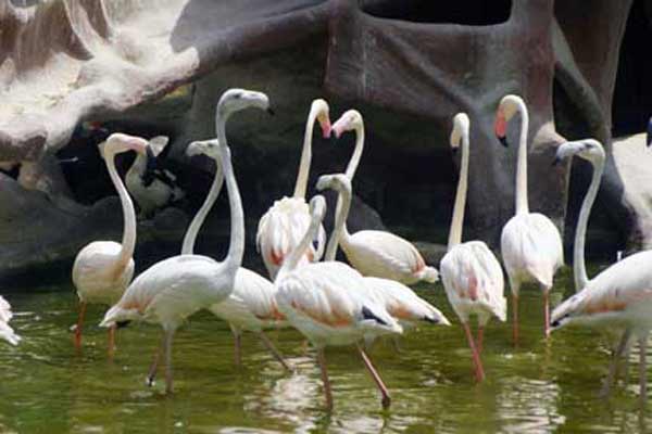 Animal-Rights-Watch-ARW-6029