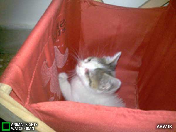 Animal-Rights-Watch-ARW-6033