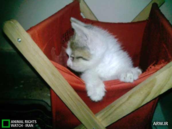 Animal-Rights-Watch-ARW-6034