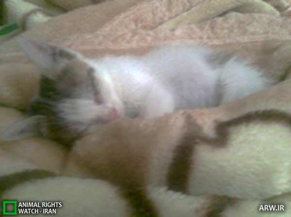 Animal-Rights-Watch-ARW-6035