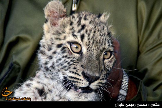 Animal-Rights-Watch-ARW-6042
