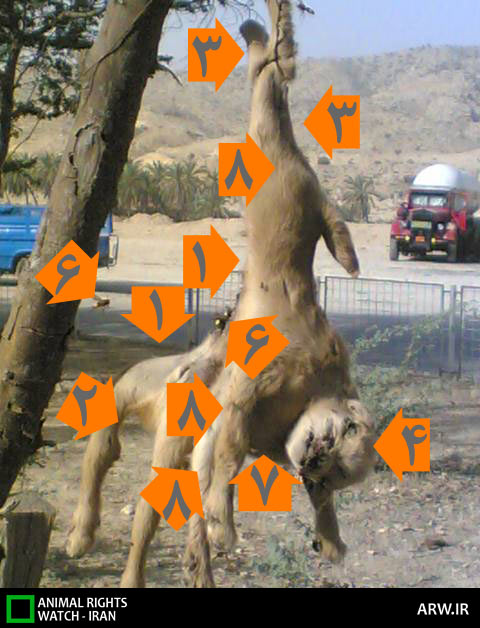http://arw.ir/wp-content/uploads/2013/05/Animal-Rights-Watch-ARW-6043.jpg