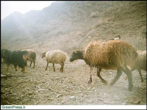 Animal-Rights-Watch-ARW-6047