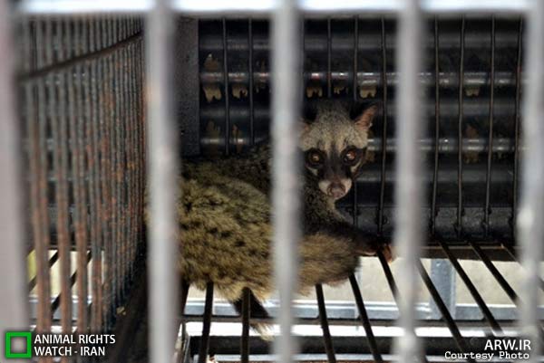 Animal-Rights-Watch-ARW-6082