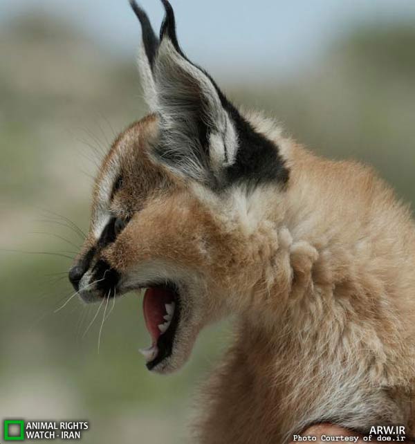 Animal-Rights-Watch-ARW-6086