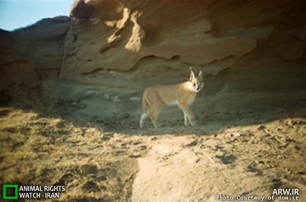 Animal-Rights-Watch-ARW-6089