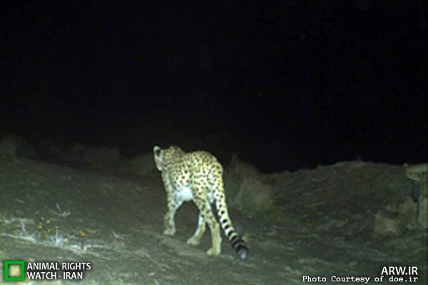 Animal-Rights-Watch-ARW-6090