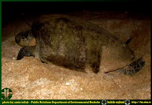 Animal-Rights-Watch-ARW-6092
