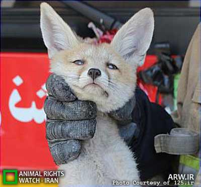 Animal-Rights-Watch-ARW-6109
