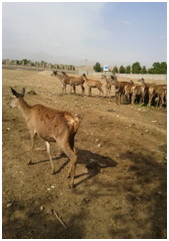 Animal-Rights-Watch-ARW-6116