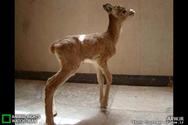 Animal-Rights-Watch-ARW-6118