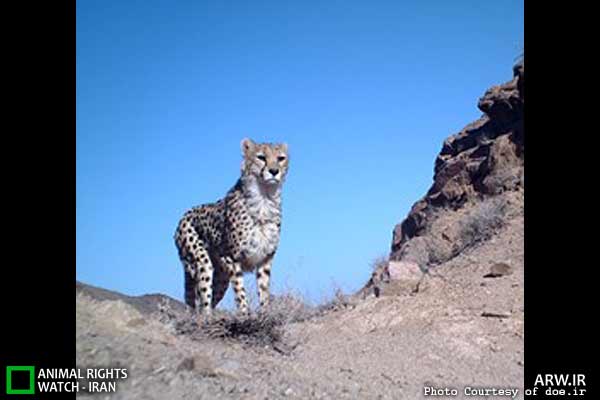 Animal-Rights-Watch-ARW-6119