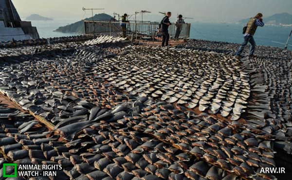 http://arw.ir/wp-content/uploads/2013/05/Animal-Rights-Watch-ARW-6137.jpg