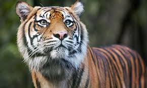 Animal-Rights-Watch-ARW-6161
