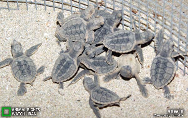 Animal-Rights-Watch-ARW-6167