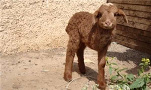 Animal-Rights-Watch-ARW-6172