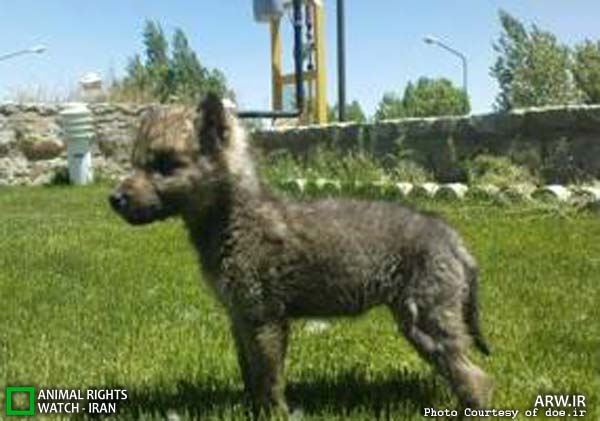 Animal-Rights-Watch-ARW-6164