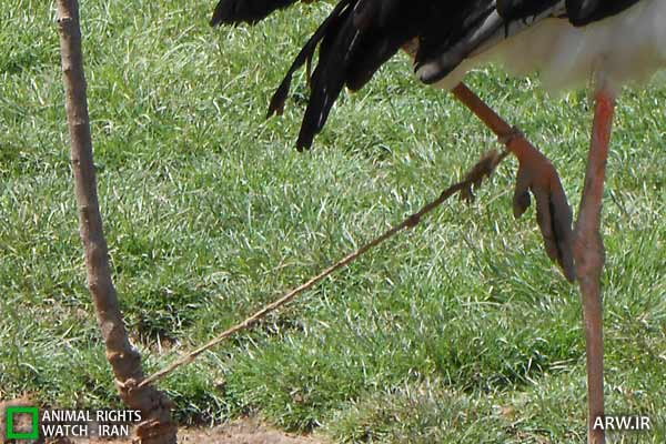 Animal-Rights-Watch-ARW-6193