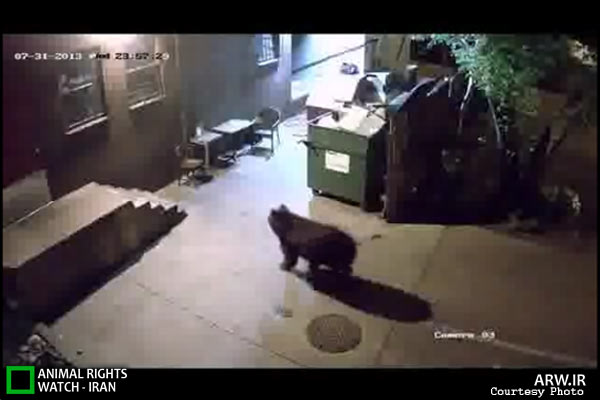 Animal-Rights-Watch-ARW-6354