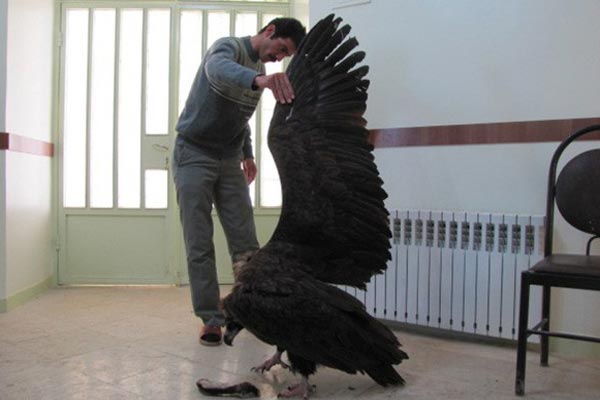 Animal-Rights-Watch-ARW-6379