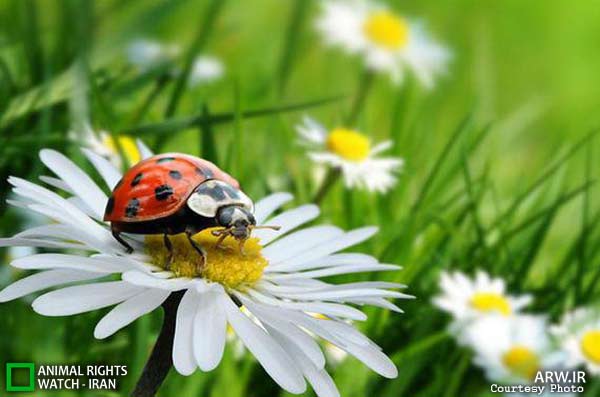 Animal-Rights-Watch-ARW-6392