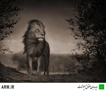 http://arw.ir/wp-content/uploads/2010/12/Animal-Rights-Watch-%D8%AF%DB%8C%D8%AF%D9%87-%D8%A8%D8%A7%D9%86-%D8%AD%D9%82%D9%88%D9%82-%D8%AD%DB%8C%D9%88%D8%A7%D9%86%D8%A7%D8%AA-ARW-254-%D8%B4%DB%8C%D8%B1-%D8%A7%DB%8C%D8%B1%D8%A7%D9%86%DB%8C.jpg