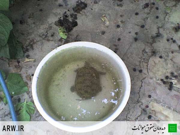 Animal-rights-watch-ARW-193