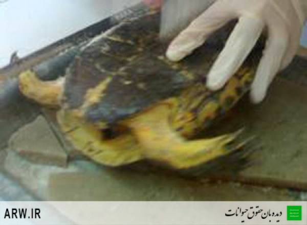 Animal-rights-watch-ARW-194