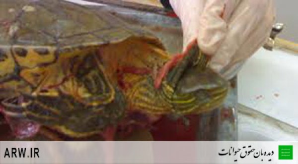 Animal-rights-watch-ARW-196