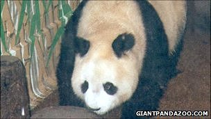 World's oldest panda Ming Ming