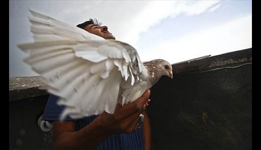 آقای کفترباز