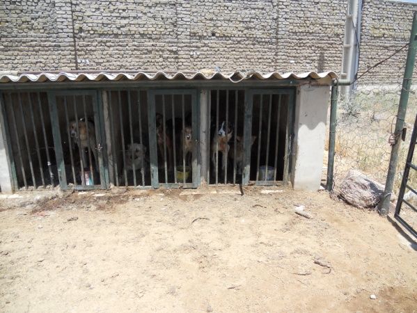 حقوق حیوانات