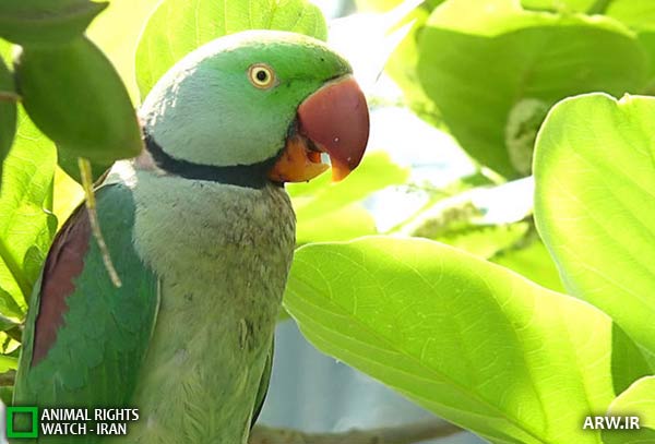 http://arw.ir/wp-content/uploads/2011/07/Animal-Rights-Watch-ARW-1514.jpg