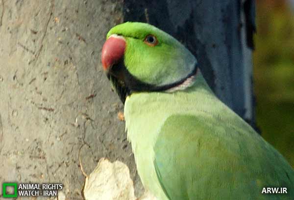 http://arw.ir/wp-content/uploads/2011/07/Animal-Rights-Watch-ARW-1515.jpg