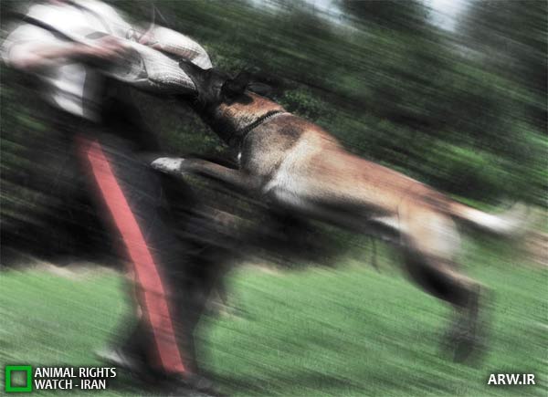 http://arw.ir/wp-content/uploads/2011/08/Animal-Rights-Watch-ARW-1644.jpg