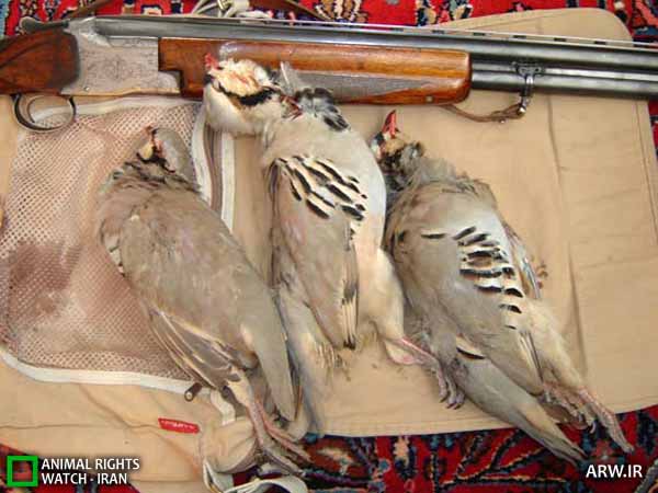 http://arw.ir/wp-content/uploads/2011/09/Animal-Rights-Watch-ARW-18611.jpg