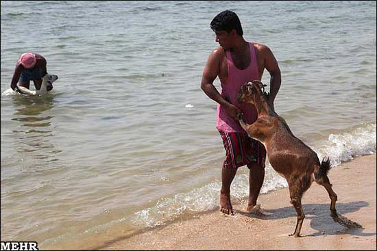 http://arw.ir/wp-content/uploads/2011/10/Animal-Rights-Watch-ARW-1927.jpg