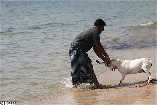 http://arw.ir/wp-content/uploads/2011/10/Animal-Rights-Watch-ARW-1928.jpg