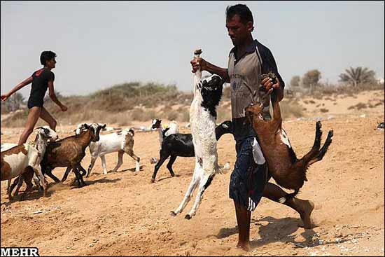 http://arw.ir/wp-content/uploads/2011/10/Animal-Rights-Watch-ARW-1930.jpg