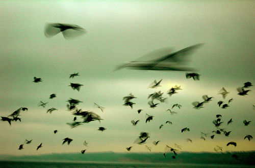 https://arw.ir/wp-content/uploads/2011/12/Startled-Birds.jpg